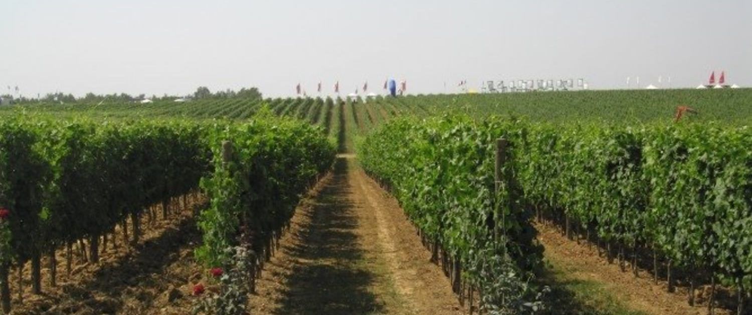 vigneto-cavin-italy-corato