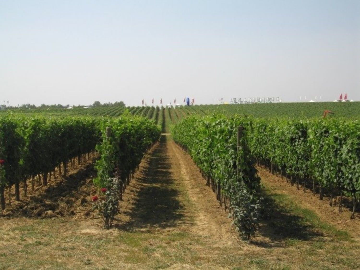 vigneto-cavin-italy-corato